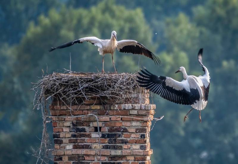 Expert Chimney Animal Removal in Solana Beach, CA Professional Chimney Animal Removal Services in Solana Beach, California