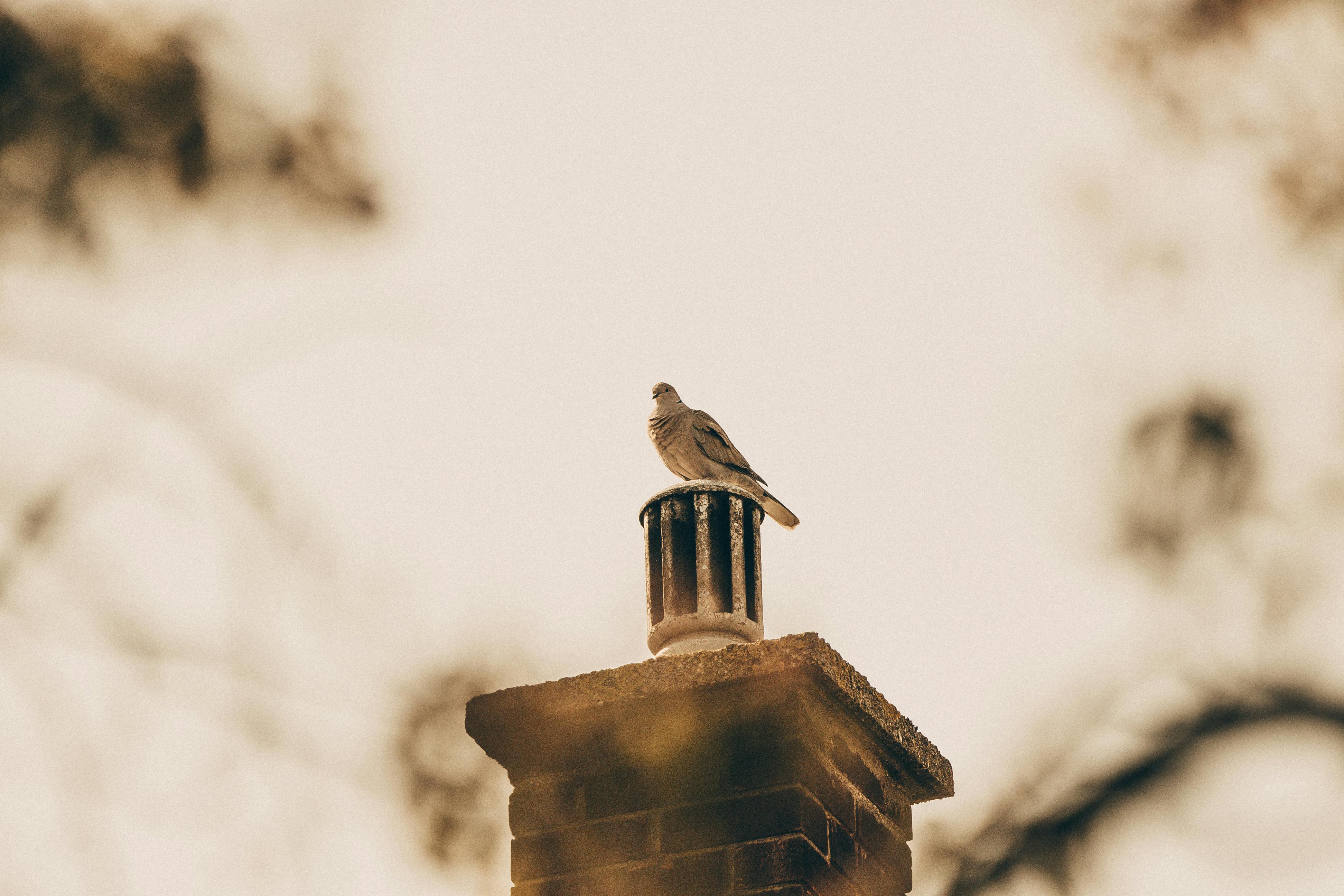 Quality Chimney Caps and Dampers Installation in Solana Beach, CA Professional Chimney Cap and Damper In Solana Beach California